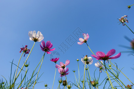 艳丽蓝色花朵花朵背景