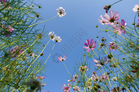 自然风景花朵天空背影素材 图片