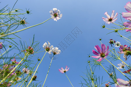 自然风景花朵天空背影素材 背景图片