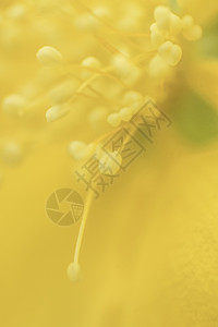 黄色花蕊微距铁鞋背景图片