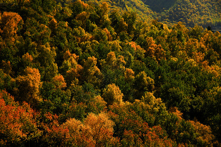 秋天的森林秋色布拉腾高清图片