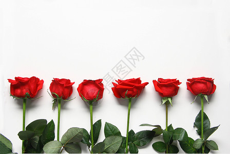 情侣配图红玫瑰七夕情人节白色静物素材背景