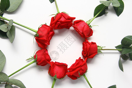 简约圆形花环情人节红玫瑰白色静物背景素材背景