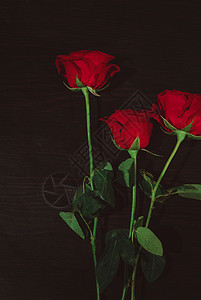 玫瑰花高贵玫瑰高清图片