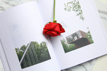 鲜艳卡片书上的一朵红玫瑰 七夕情人节素材背景