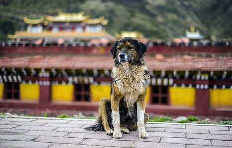 田园犬乖巧藏区流浪狗背景