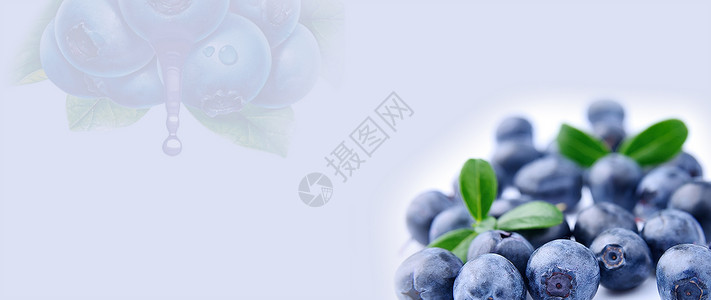 蓝莓味蓝莓水果banner设计图片