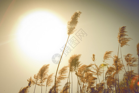 夕阳下芦苇飘荡背景