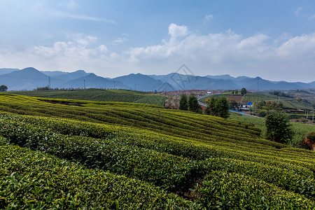 茶树林远山绿色的茶园风光背景