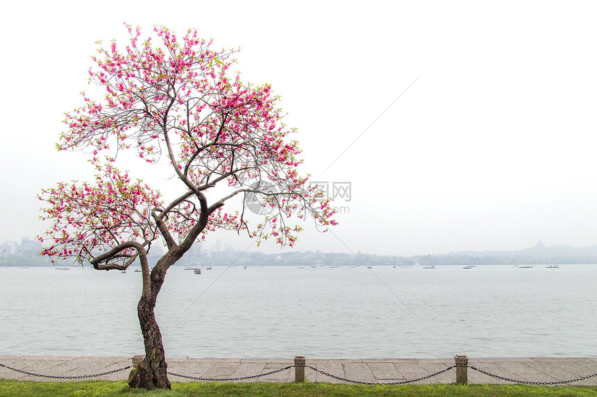 杭州西湖前的一棵树图片