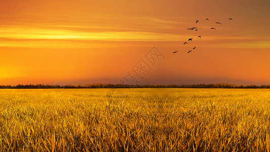 早起鸟芒种时节金色的稻田背景