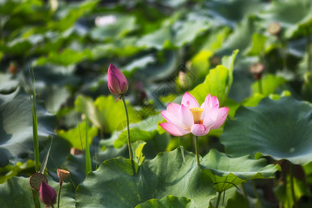 野蔷薇盛开夏武汉沙湖荷花背景