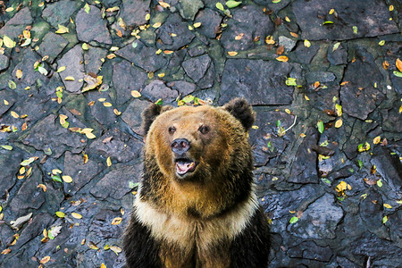 原木免费素材贪吃的熊背景