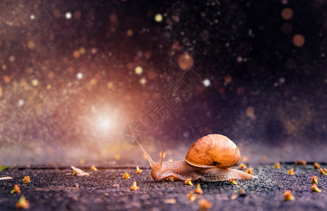 动物蜗牛唯美蜗牛背景设计图片