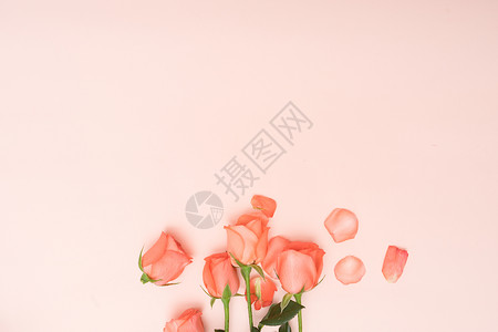 小可爱七夕节玫瑰花与玫瑰花花瓣背景