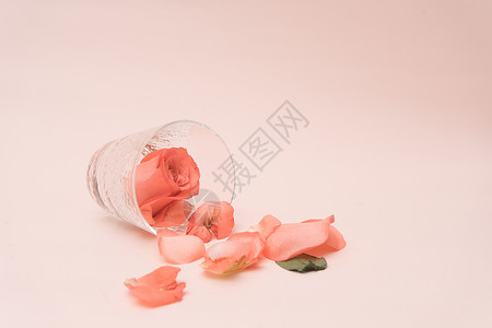 礼物透明素材玫瑰花与玫瑰花花瓣背景