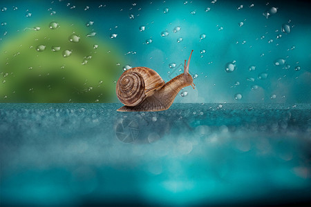 雨中动物雨中的蜗牛设计图片