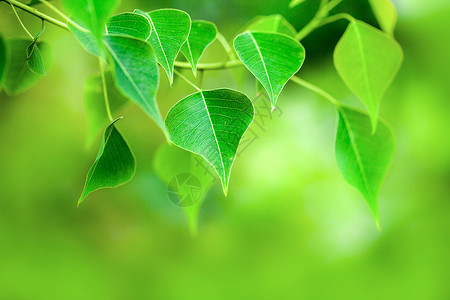 清新梦幻的绿色树叶背景图片