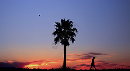 鸟孤独夕阳下行走的人背景