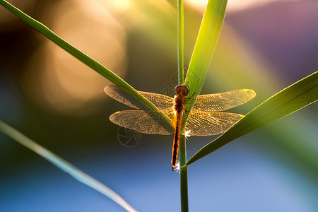 蜻蜓翅膀炫光下的红蜻蜓背景