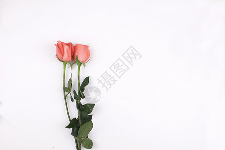 玫瑰花的素材背景图片