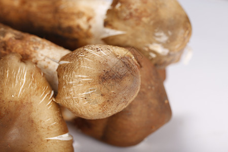 菌类蘑菇背景图片