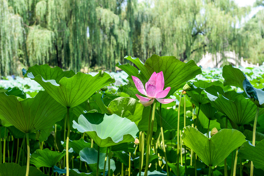 荷花图片