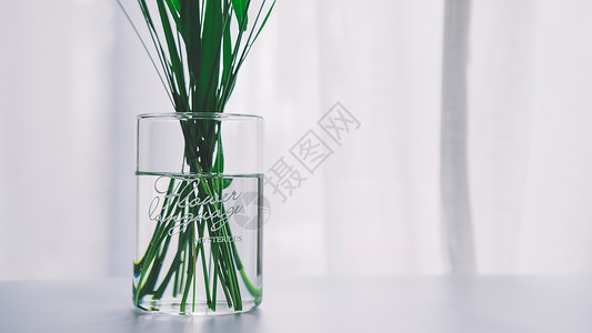 花瓶绿叶特写图片