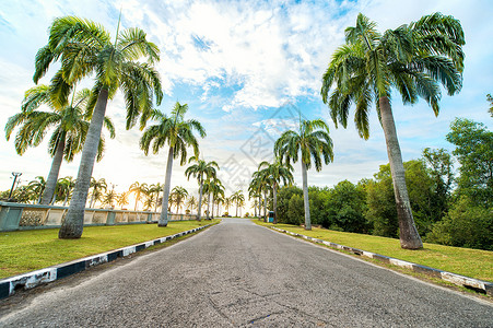 热带椰树大道背景图片