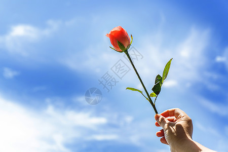 手拿一支玫瑰花背景图片