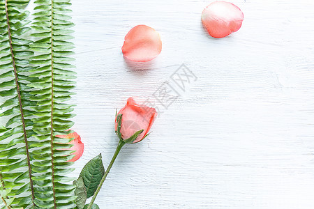 温馨浪漫玫瑰花背景图片