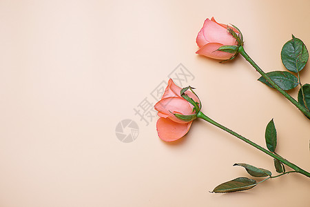 纯色玫瑰温馨浪漫玫瑰花背景