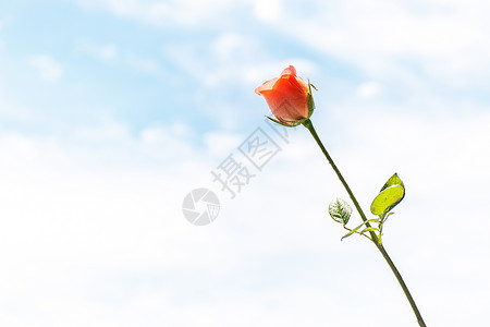 浪漫玫瑰花鲜花蓝色芽高清图片