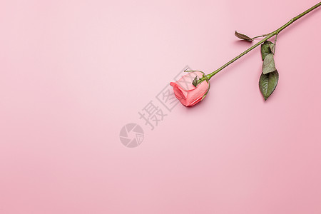 留白花朵背景情人节七夕浪漫玫瑰花背景