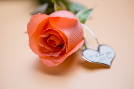纯色标签浪漫玫瑰花背景