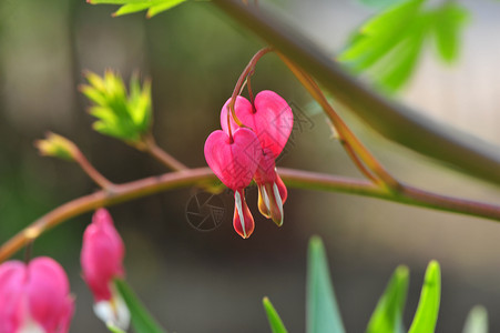 丁香花园荷包牡丹背景