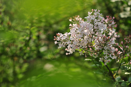 丁香花背景图片