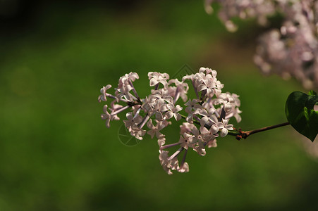 丁香花背景图片