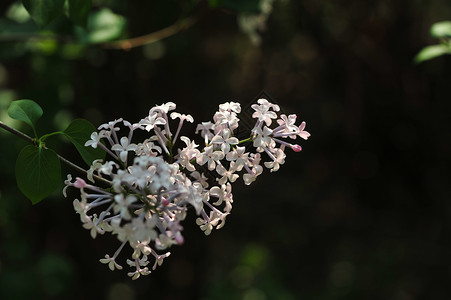 白色紫色的花丁香花背景