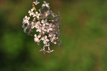 丁香花背景图片