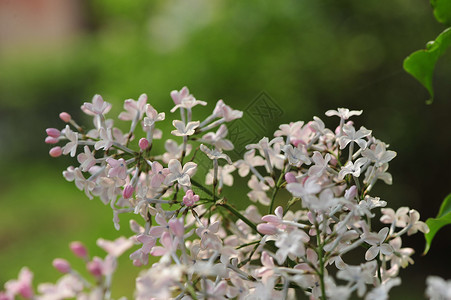 丁香花六月丁香丁香树高清图片