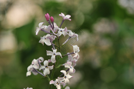 丁香花花瓶里紫色花高清图片