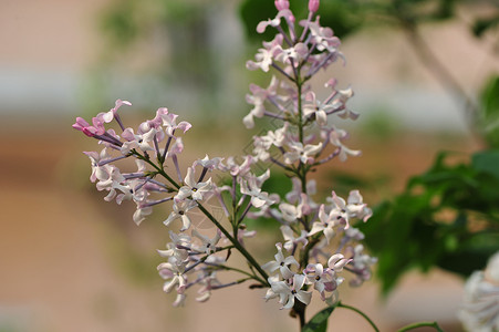 丁香花花瓶里紫色花高清图片