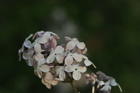 丁香花背景图片