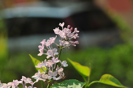 丁香花背景图片