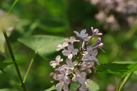 丁香花背景图片