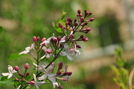 丁香花紫色花丁香叶高清图片