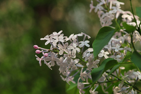 丁香花背景图片