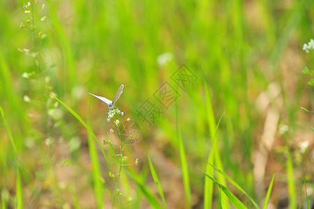 丁香花上的粉蝶图片