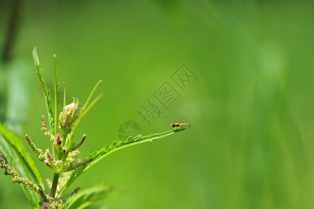 昆虫小孢子虫高清图片